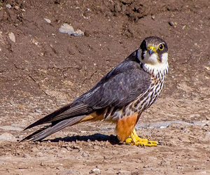 Шонхор (Шууман шонхор) 